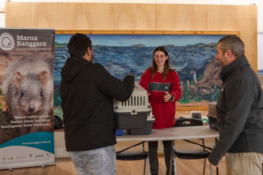 Iszaac Webb passes a bettong to Chloe Frick while Derek Sandow watches on. © WWF-Australia / Tim Clark