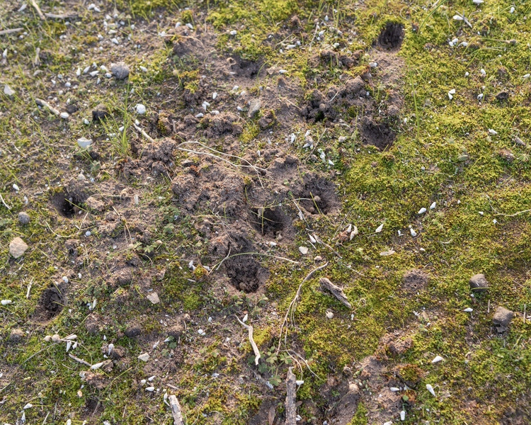 Brush-tailed bettong diggings found on Yorke Peninsula, South Australia. © WWF-Australia / Tim Clark