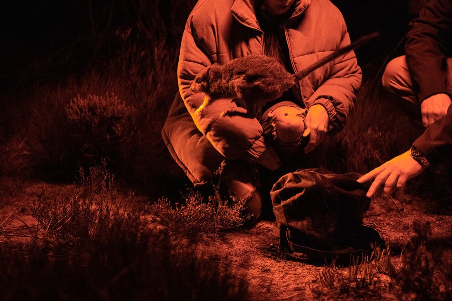 A brush-tailed bettong is released into Dhilba Guuranda-Innes National Park on Yorke Peninsula, South Australia. © WWF-Australia / Juansimage.com