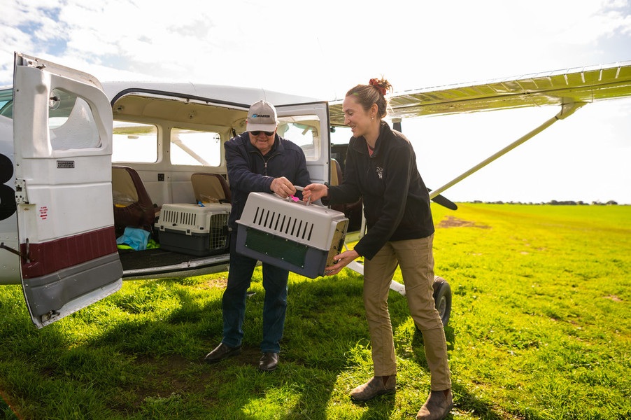 Kevin Warren (Lincoln Air Charters) passes Claire Hartvigsen-Power (Zoos SA Conservation Ecologist) a brush-tailed bettong. © WWF-Australia / Juansimage.com