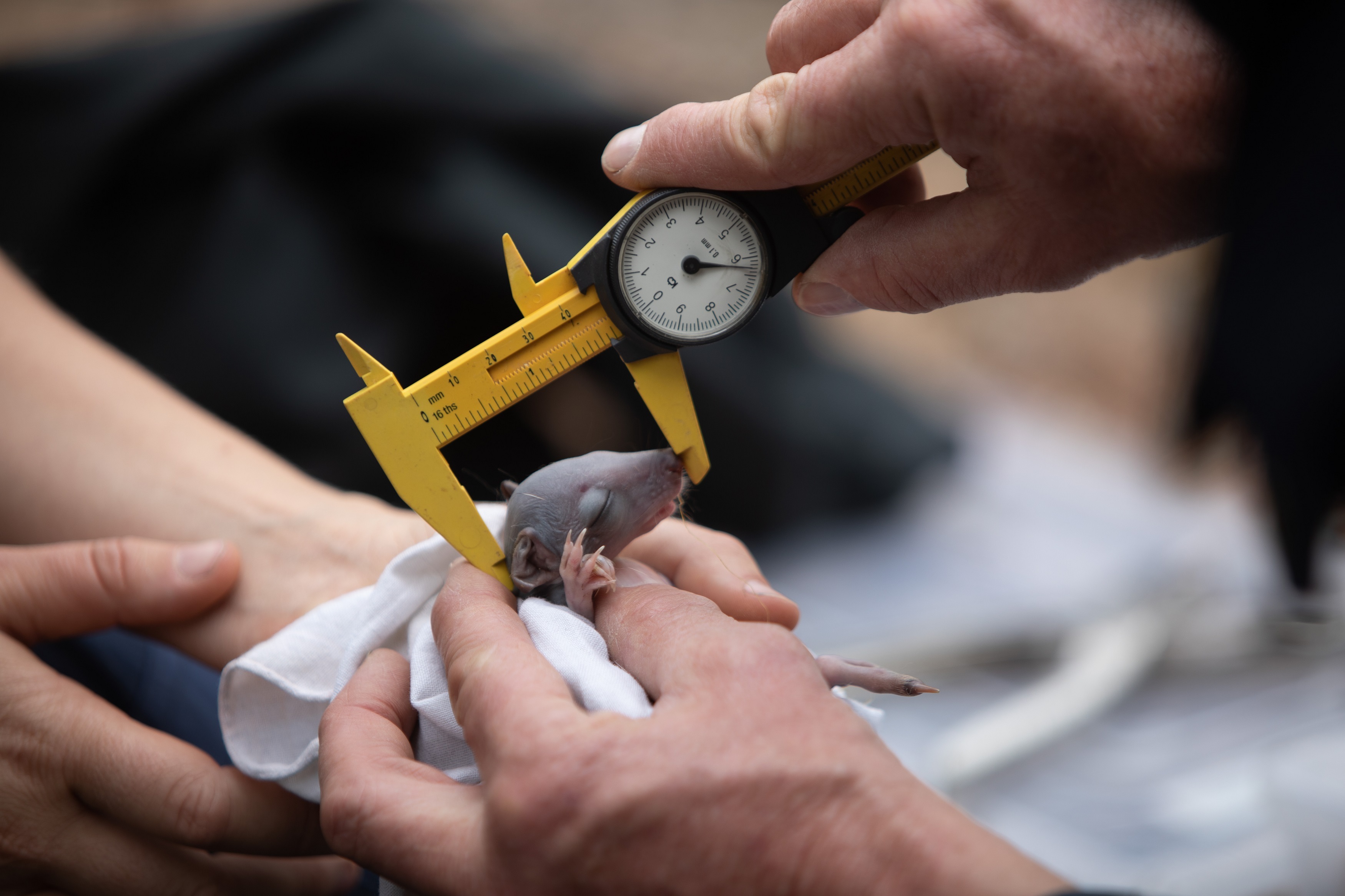 Measuring the head of a pouch young yalgi prior to it being returned to its mother’s pouch as part of the Marna Banggara monitoring in Dhilba Guuranda-Innes National Park. Credit: NYLB / Daniel Clarke