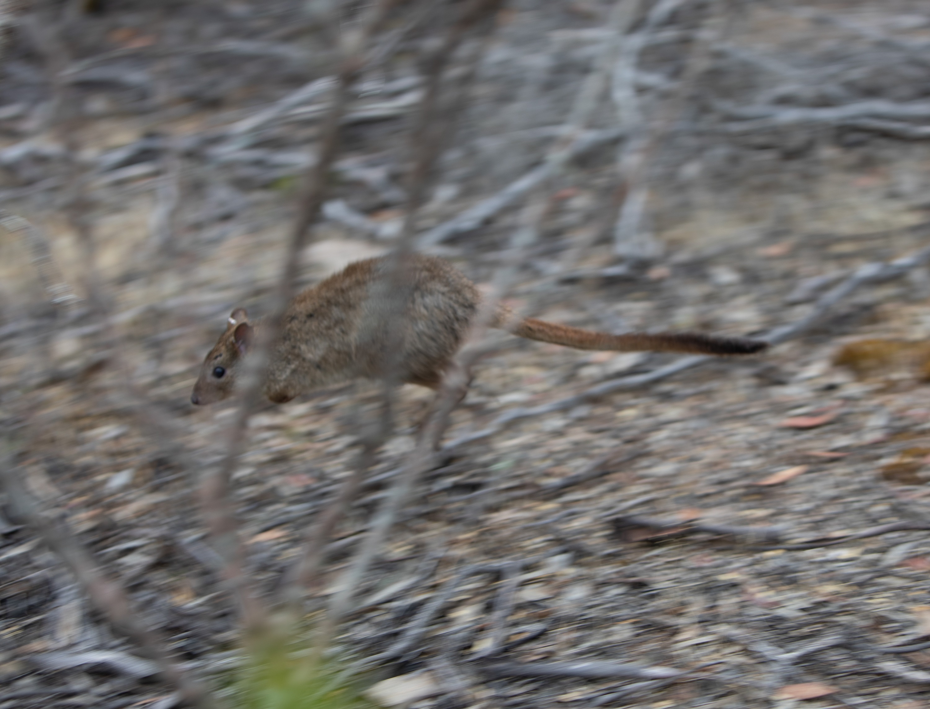 A yalgi (brush-tailed bettong) is released after being weighed and measured as part of the Marna Banggara monitoring in Dhilba Guuranda-Innes National Park. Credit: NYLB / Daniel Clarke
