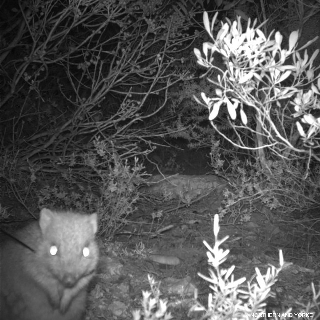 Bettong strikes a pose
