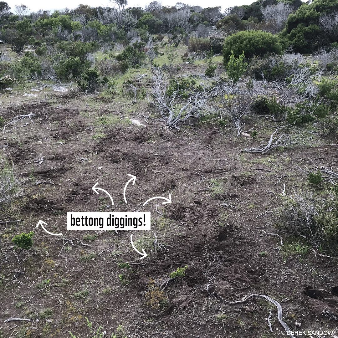 Bettong strikes a pose