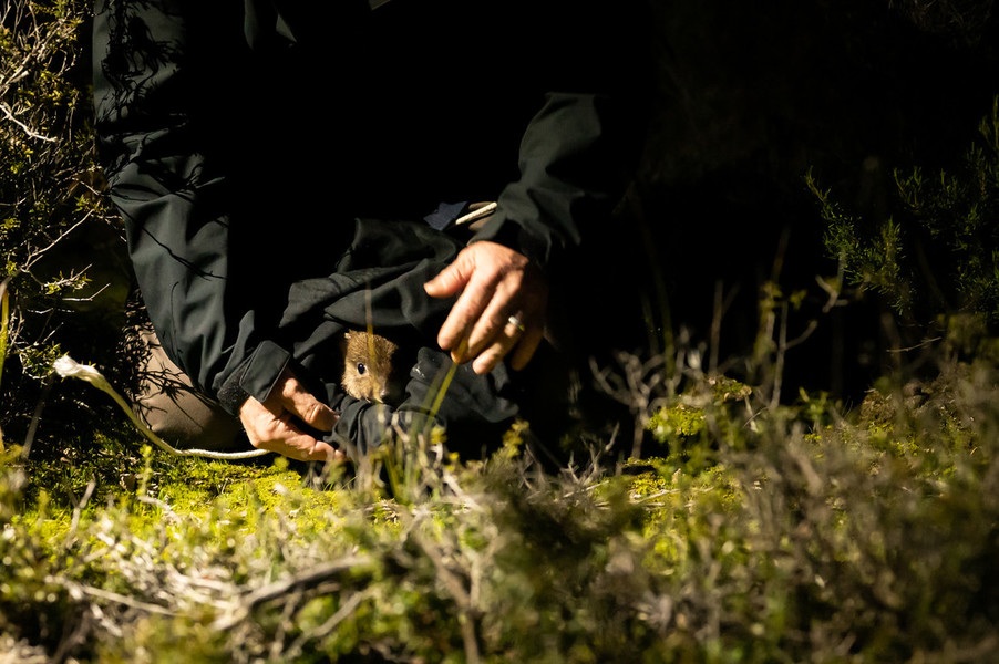 A Brush-tailed Bettong ready for release at Dhilba Guuranda-Innes National Park @WWF-Australia Juansimage.com